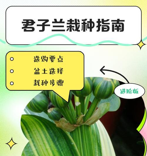 君子兰翻种的最佳季节是什么时候？