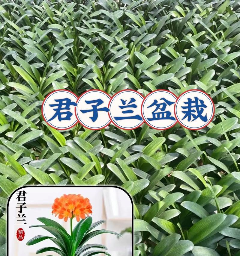君子兰开花期间的盆栽养护技巧是什么？