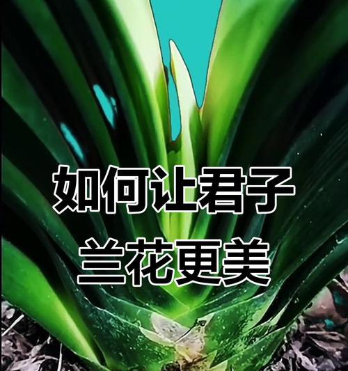 君子兰开花期间的盆栽养护技巧是什么？