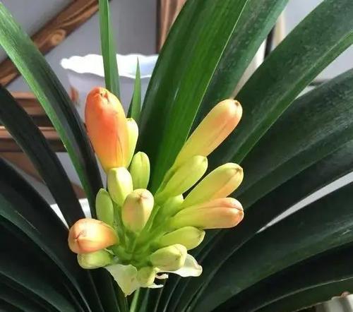 君子兰开花期间的盆栽养护技巧是什么？