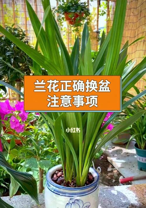 兰花造型盆景的养护技巧是什么？