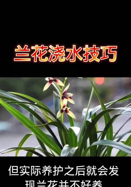 兰花造型盆景的养护技巧是什么？