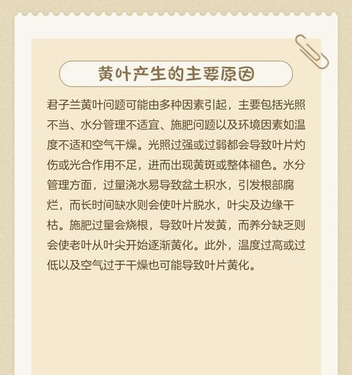 君子兰萎蔫后如何进行有效补救？