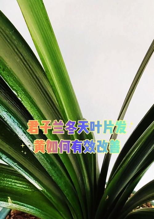 君子兰萎蔫后如何进行有效补救？