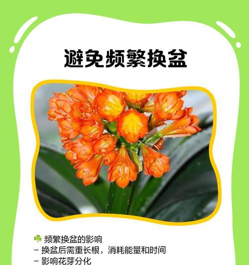 君子兰萎蔫后如何进行有效补救？