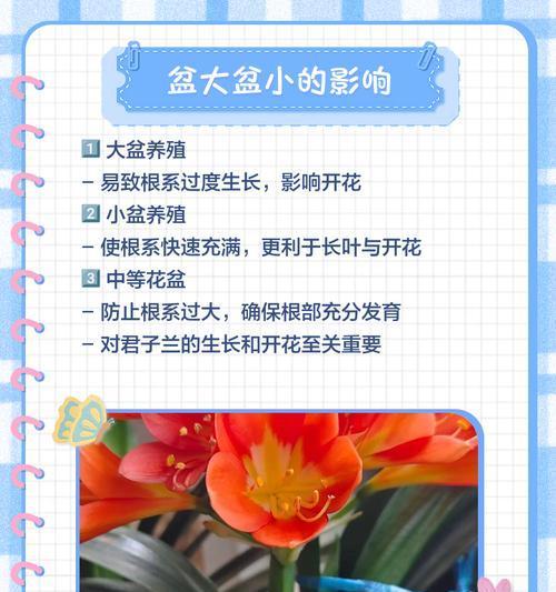 君子兰授粉时如何选择最佳花粉？