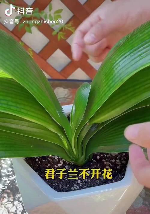 君子兰授粉时如何选择最佳花粉？