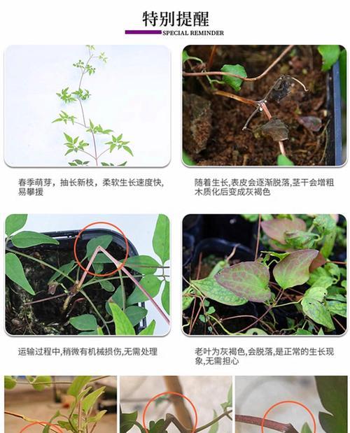 铁线莲雨后处理方法是什么？