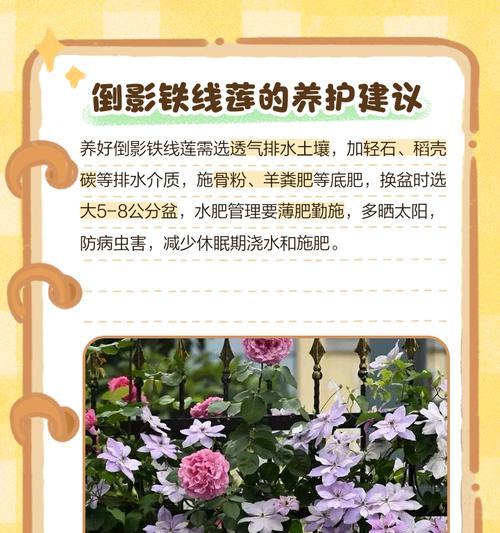 铁线莲雨后处理方法是什么？