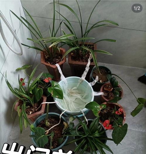 如何实现无人在家时自动给花浇水？
