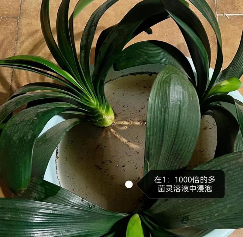 君子兰长成球状如何处理？