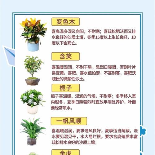 君子兰长成球状如何处理？