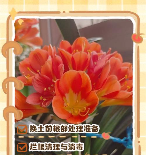 君子兰长成球状如何处理？