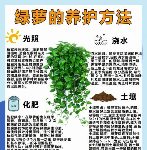 绿萝叶子边缘发黄的原因及处理方法是什么？