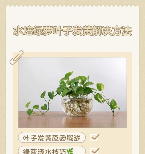 绿萝叶子边缘发黄的原因及处理方法是什么？