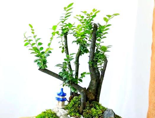 黄果沙棘盆景的养护技巧有哪些？