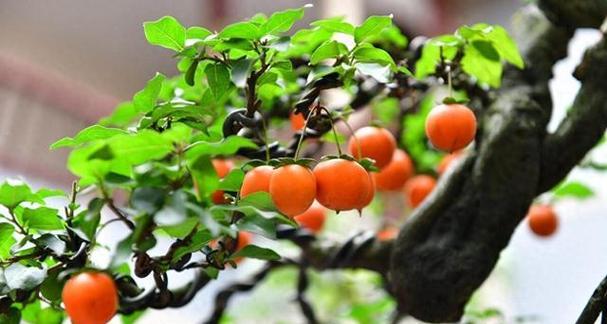 黄果沙棘盆景的养护技巧有哪些？