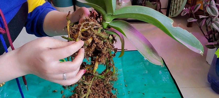君子兰水苔养殖的浇水方法是什么？如何确保水分充足？