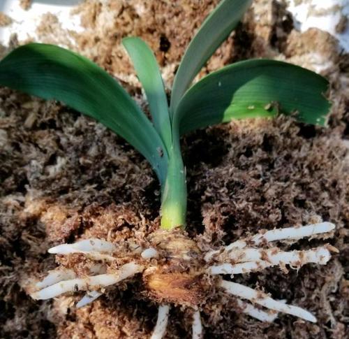 君子兰水苔养殖的浇水方法是什么？如何确保水分充足？