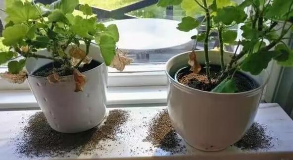 盆景出现蚂蚁如何处理？有哪些方法可以彻底消灭蚂蚁？
