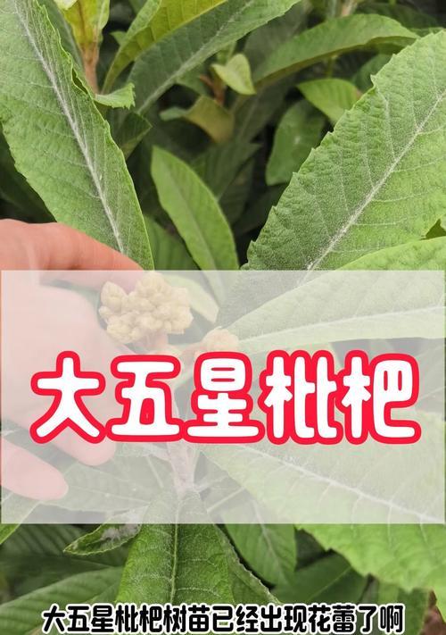 枇杷成熟期叶子发黄的原因是什么？