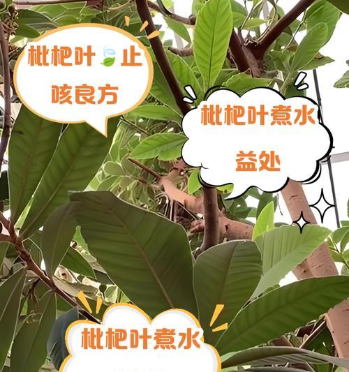枇杷成熟期叶子发黄的原因是什么？