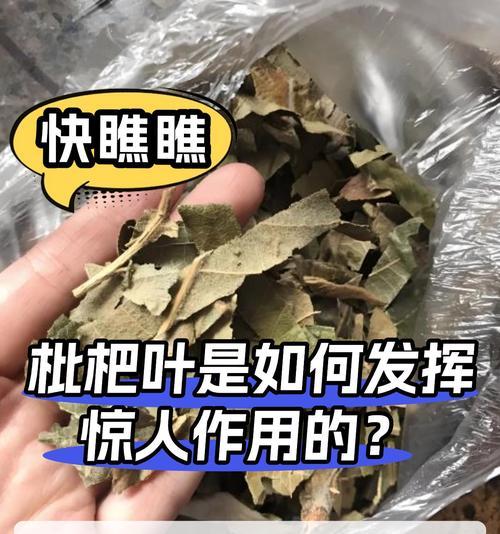 枇杷成熟期叶子发黄的原因是什么？