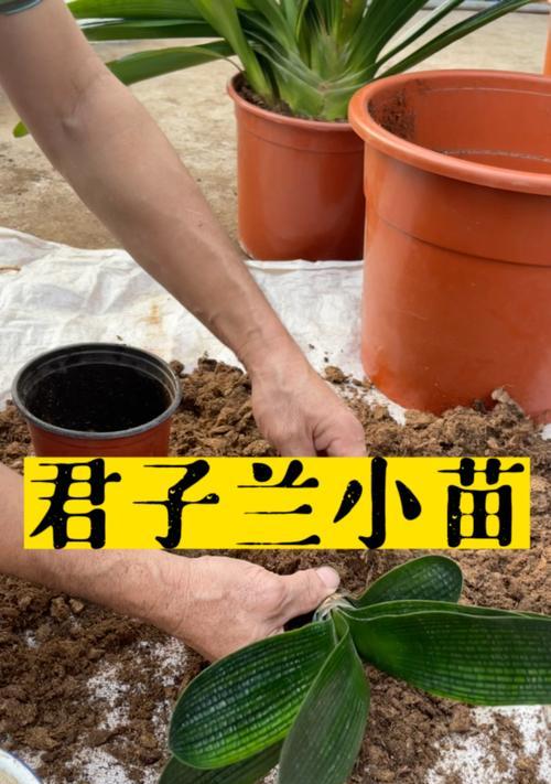 小苗君子兰肥料配比方法是什么？