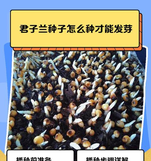 小苗君子兰肥料配比方法是什么？