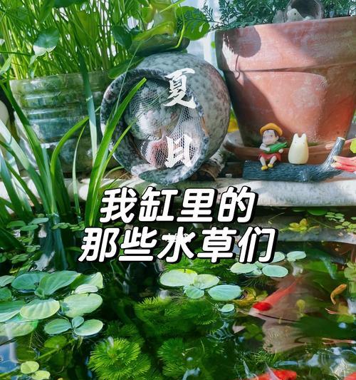 大绿菊叶子发黄应该怎么办？