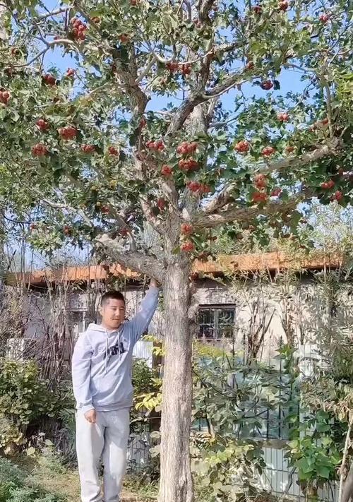 果树老桩栽培技术要点？如何进行有效管理？