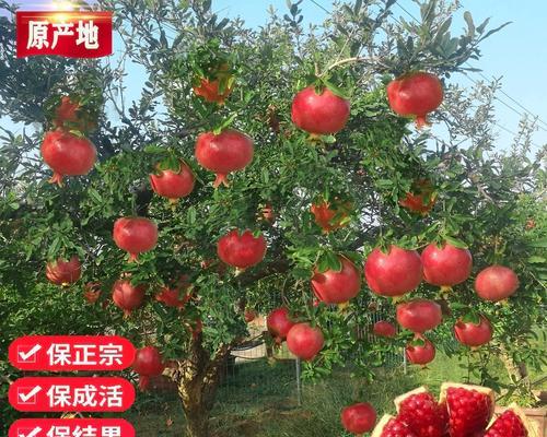 果树老桩栽培技术要点？如何进行有效管理？