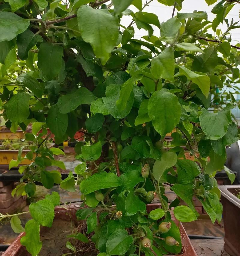 果树老桩栽培技术要点？如何进行有效管理？