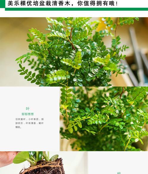 室内四季香草植物种类有哪些？