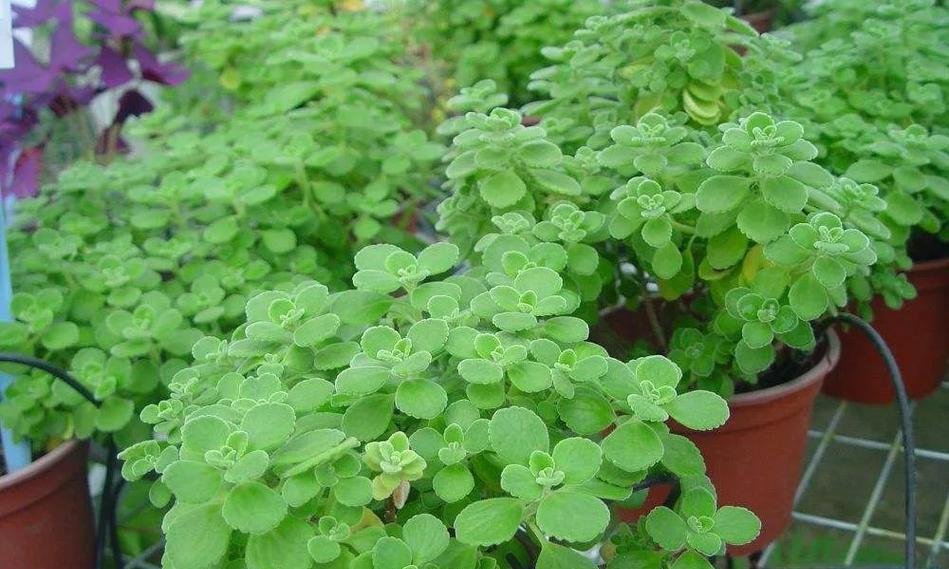 室内四季香草植物种类有哪些？