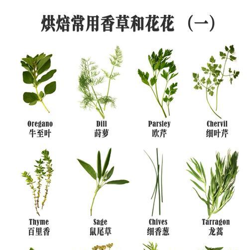 室内四季香草植物种类有哪些？