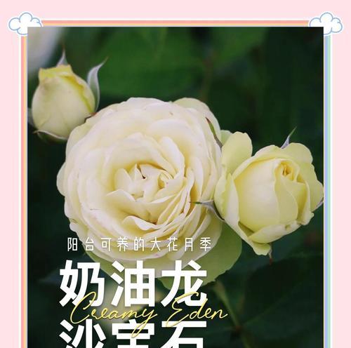 大花蜡叶月季的养护技巧是什么？