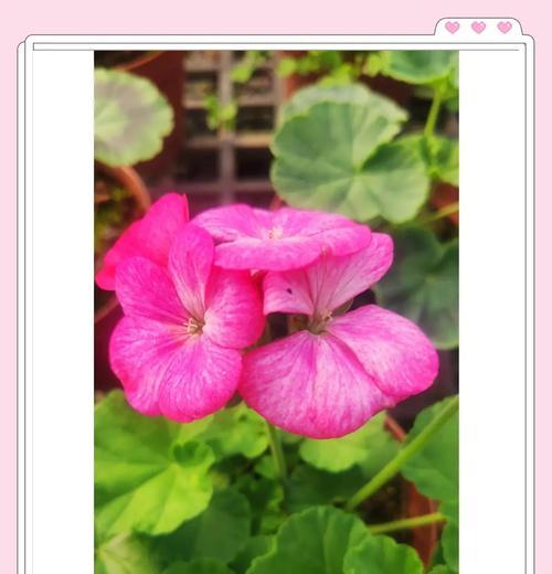 仅用营养土种植天竺葵可行吗？