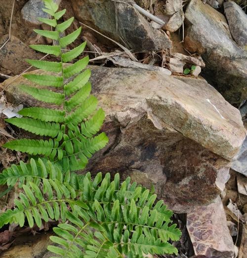 蕨类是原生植物吗？为什么它们被认为是自然界的活化石？