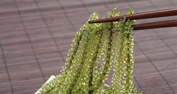 蕨类是原生植物吗？为什么它们被认为是自然界的活化石？