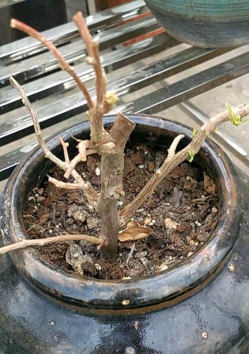三角梅独杆快速发芽的秘诀是什么？