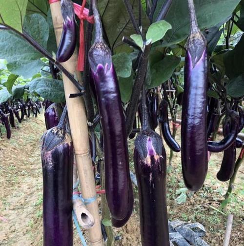 滴灌茄子栽培的关键技术要点是什么？
