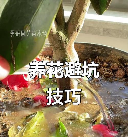 养花浇水的正确技巧是什么？如何避免过度浇水？