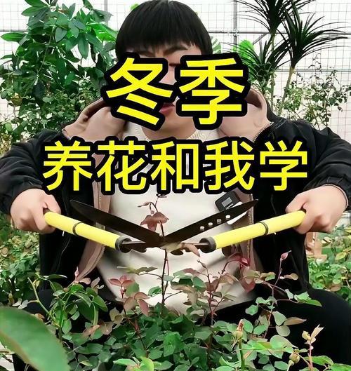 养花浇水的正确技巧是什么？如何避免过度浇水？