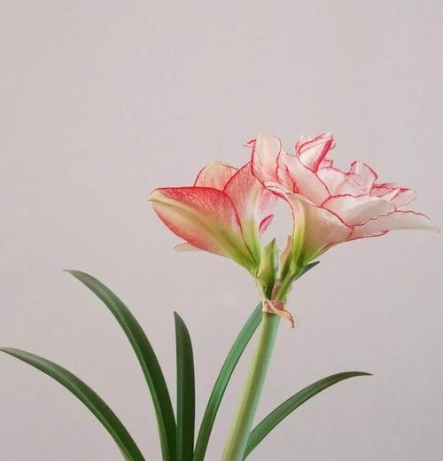 朱顶红在春日阳光下开什么颜色的花？