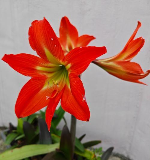 朱顶红在春日阳光下开什么颜色的花？