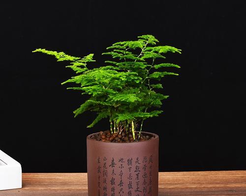 云竹盆景小和尚养护方法？