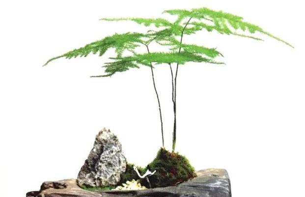 云竹盆景小和尚养护方法？