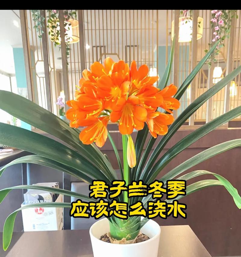 君子兰内部结构是怎样的？