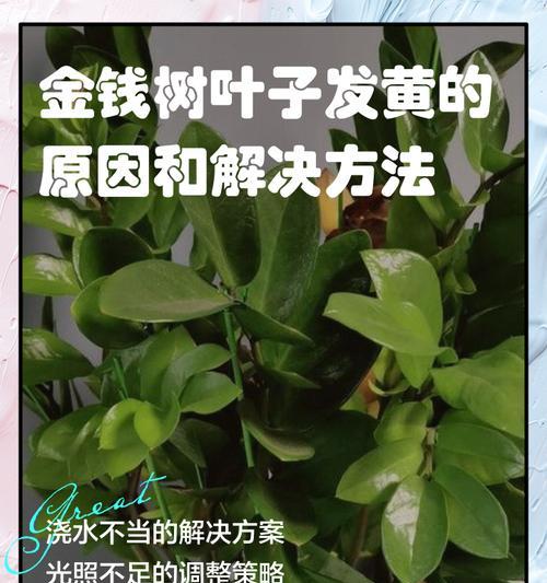 香木树叶子发黄掉叶的原因及解决方法是什么？